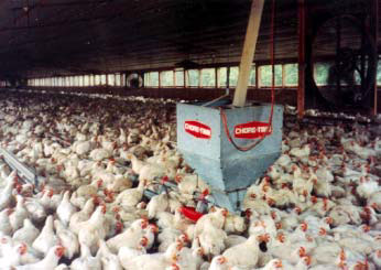broilers
