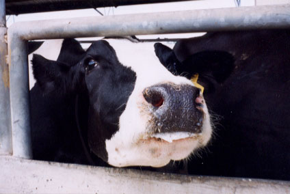 dairycow