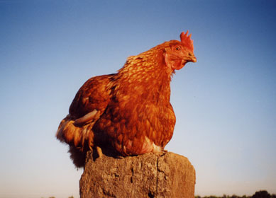 rooster