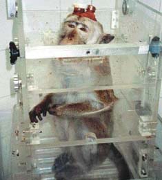 vivprimate